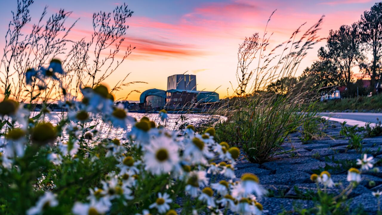 een foto van het gebouw van Schouwburg Het Park door een groep bloemetjes heen.